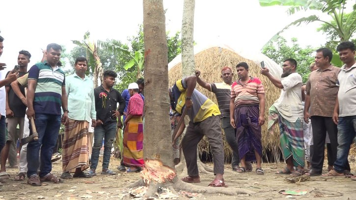 কেটে ফেলা হলো কথা বলা গাছ